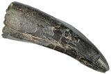 Huge Tyrannosaur Tooth - Two Medicine Formation #263809-1